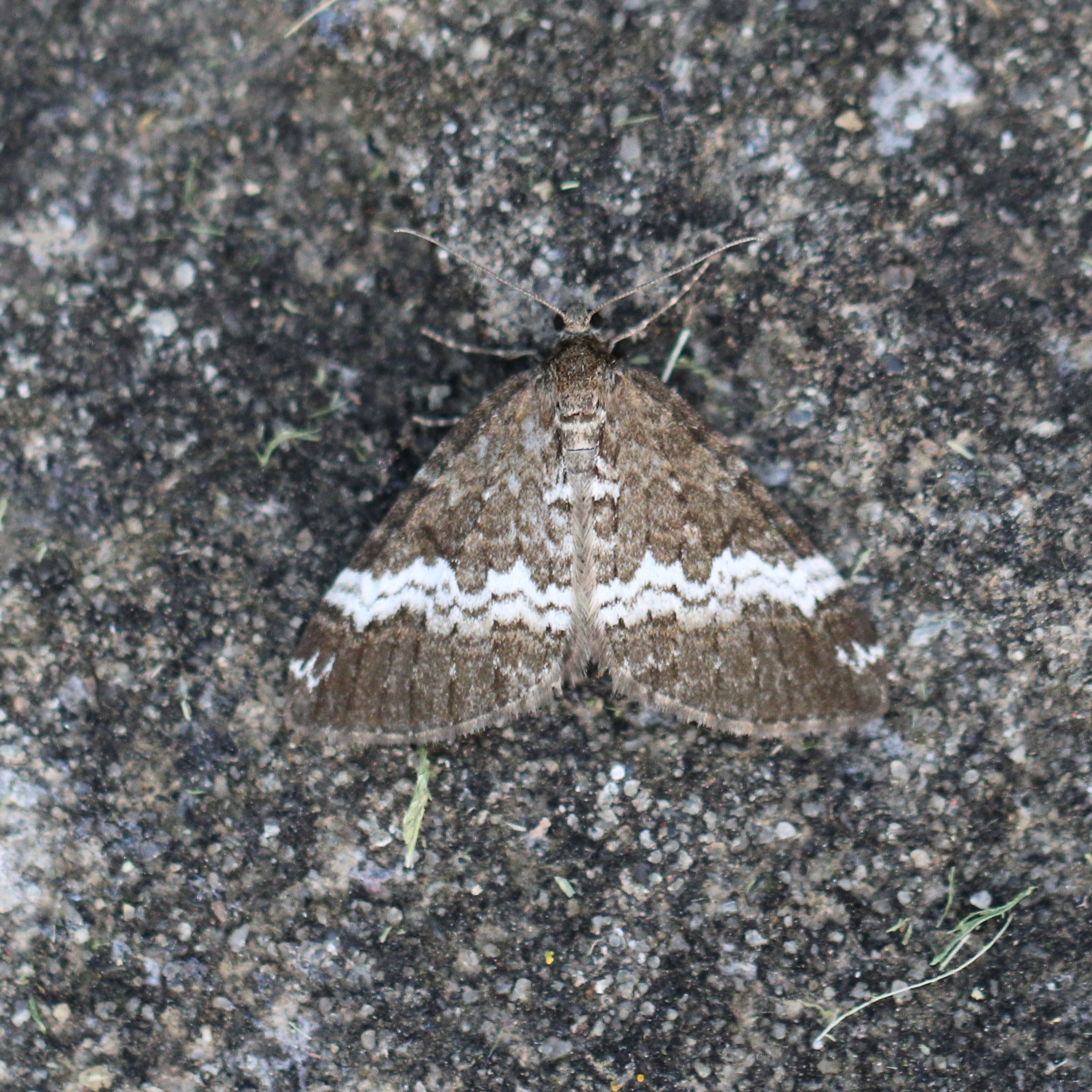 Photo of Rivulet (Perizoma affinitata)
